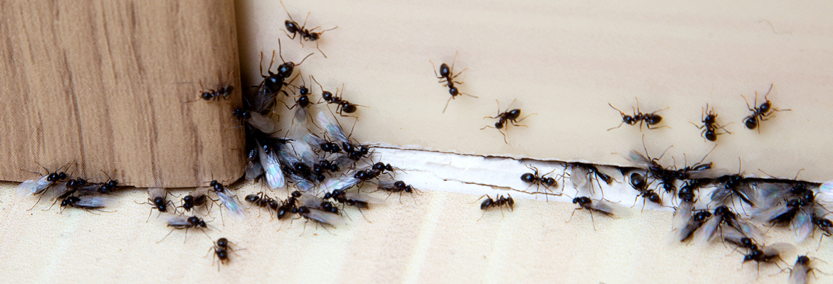 Ameisen bekämpfen / abwehren - AML Schädlingsbekämpfung