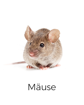 Mäuse bekämpfen / fangen - AML Schädlingsbekämpfung