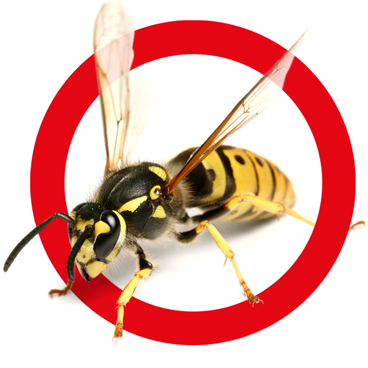 Wespen bekämpfen / entfernen - AML Schädlingsbekämpfung